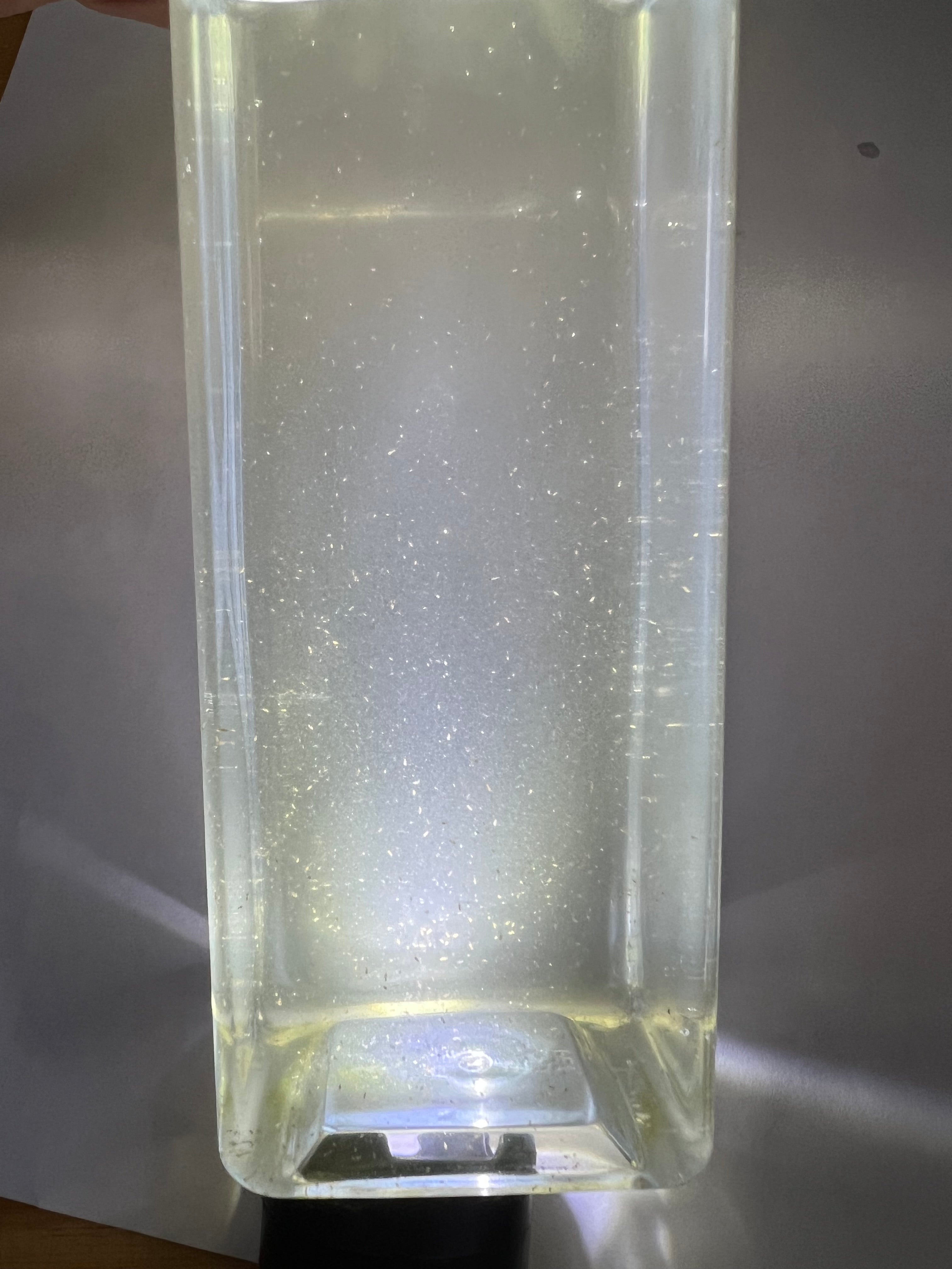 Tisbe Biminiensis Copepods