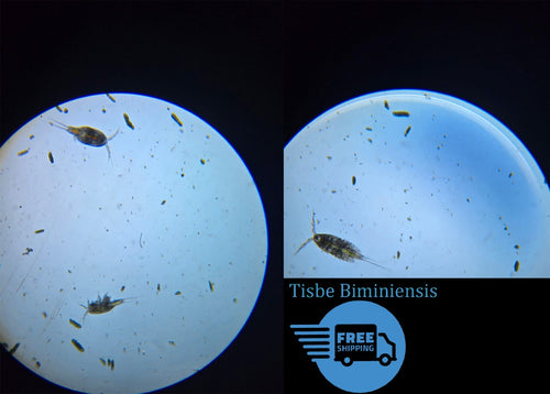 Tisbe Biminiensis Copepods